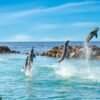 Dolphin Cove