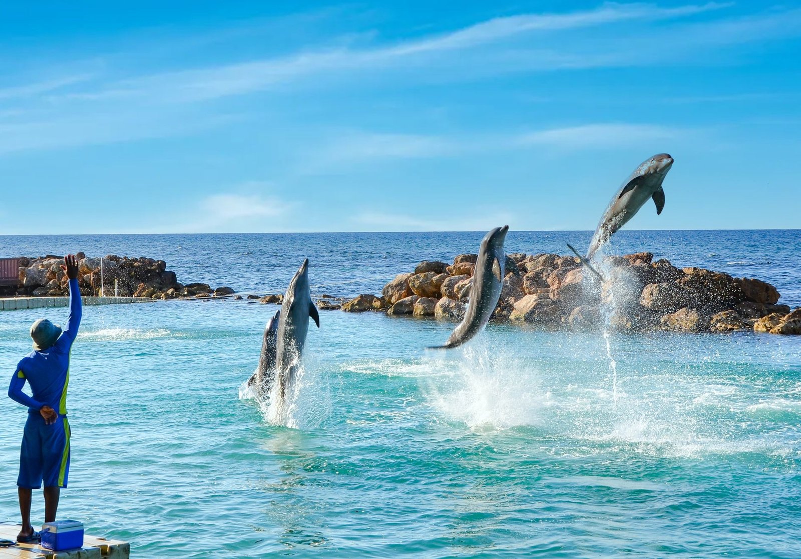 Dolphin Cove